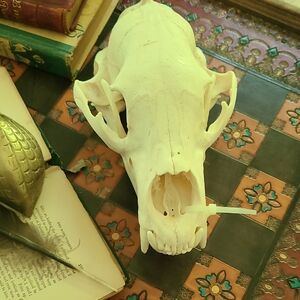 Montana Black Bear Skull DECOR. Estate Find.